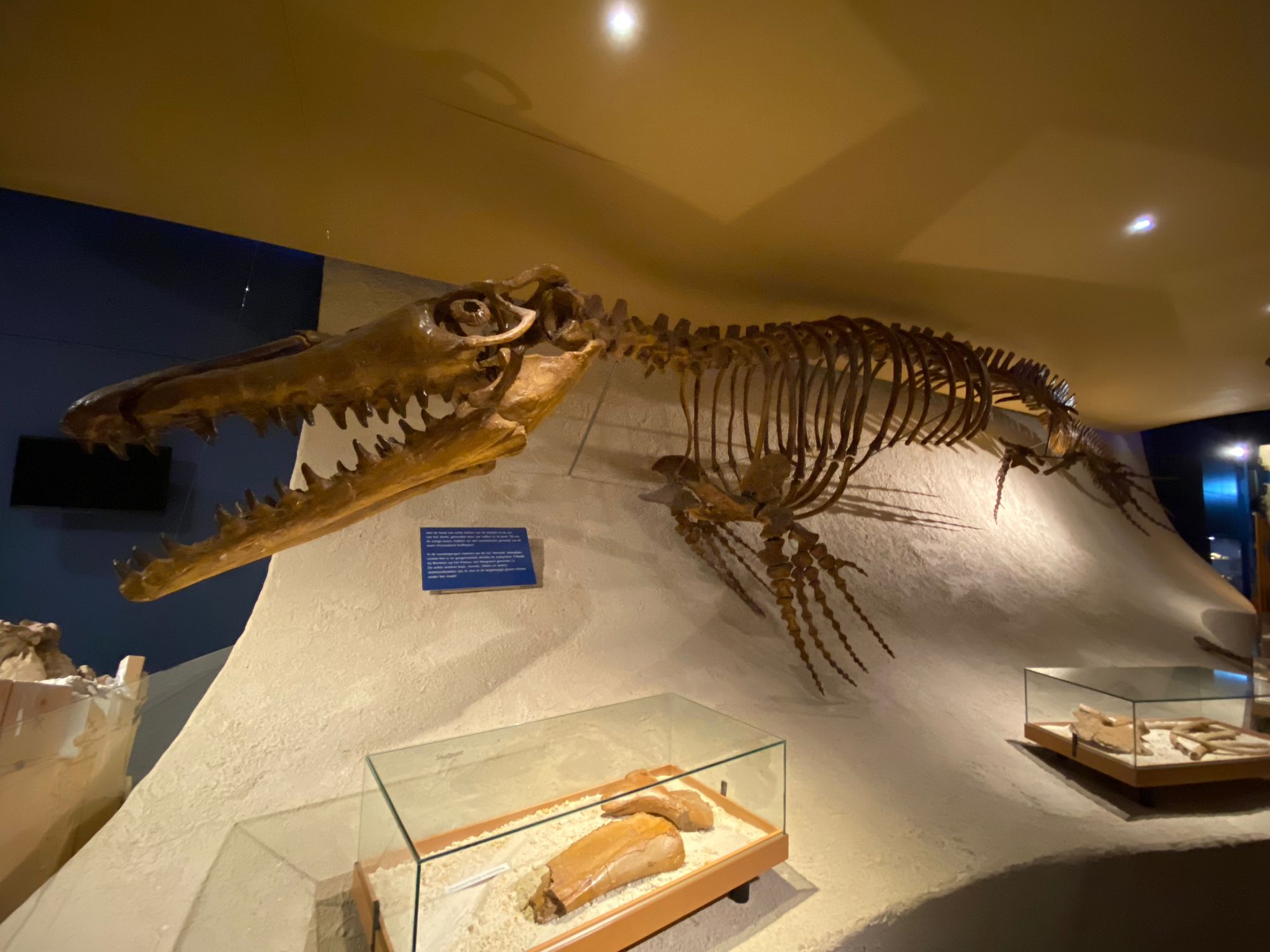Das Bild zeigt das Skelett eines Dinosauriers, ausgestellt in einem Museum.
