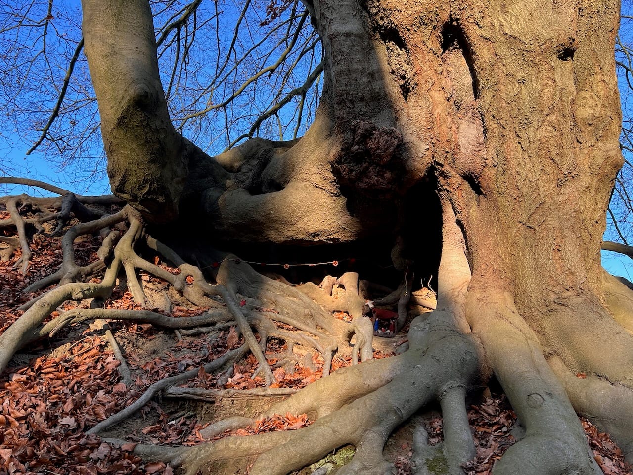 Krippe zwischen den Wurzeln eines alten Baumes