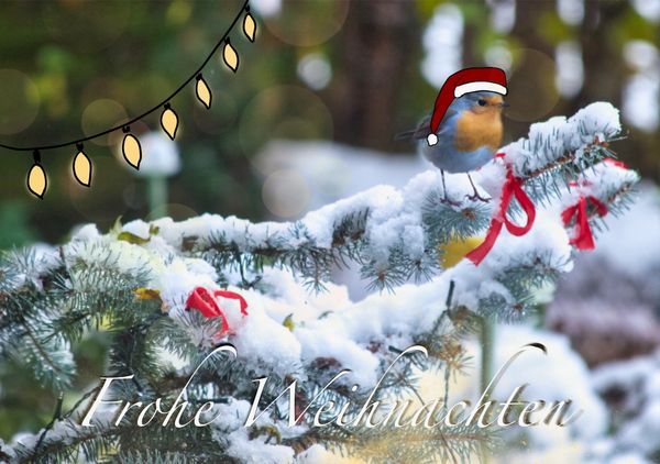 ein Tannenbaum mit Schnee und roten Schleifen. Auf einem Ast sitzt ein Rotkehlchen, mit Weihnachtsmannmütze 