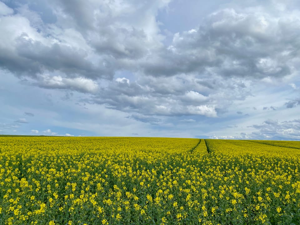 Im oberen Teil des Fotos sind Wolken, vereinzelt ist blauer Himmel zu sehen. Im unteren Teil ist ein blühendes Rapsfeld.